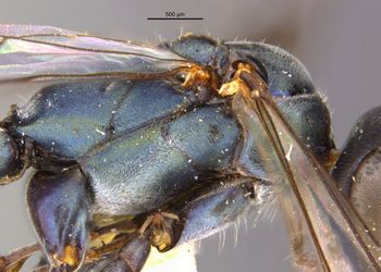 Media type: image;   Entomology 26607 Aspect: thorax lateral